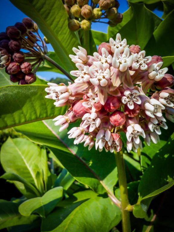 Valgioie Il Giardino Delle Farfalle المظهر الخارجي الصورة