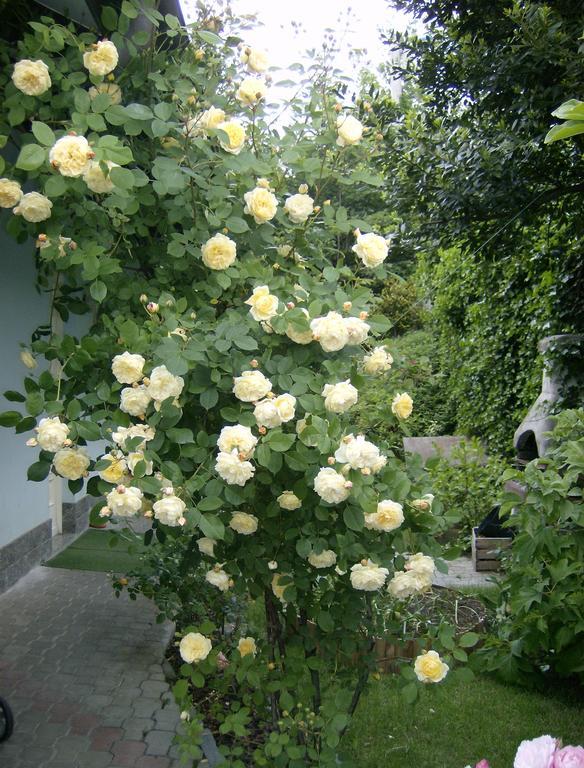Valgioie Il Giardino Delle Farfalle المظهر الخارجي الصورة